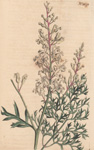 Sulphur-wort-leaved Lomatia